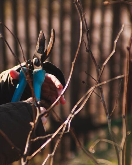 Ratschläge für Arbeiten im Garten