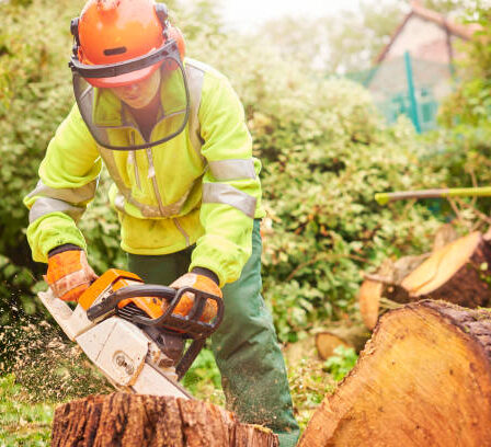 gute Zeit zum Baumschnitt