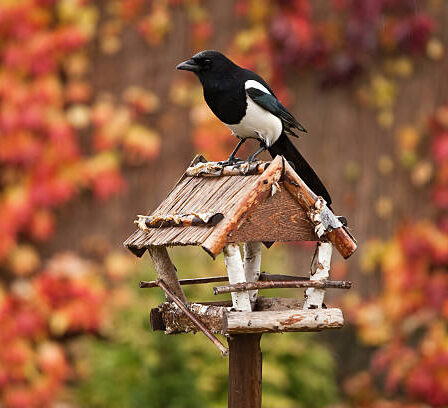 Futterhaus für Vögel